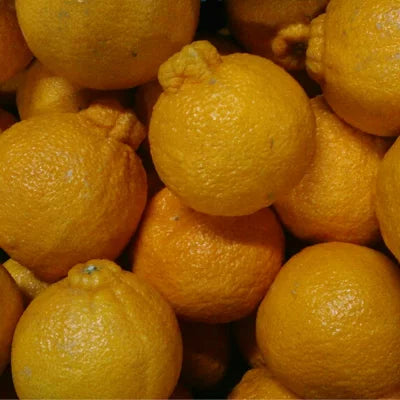 【奥利根ベジフル】不知火 大容量15kg