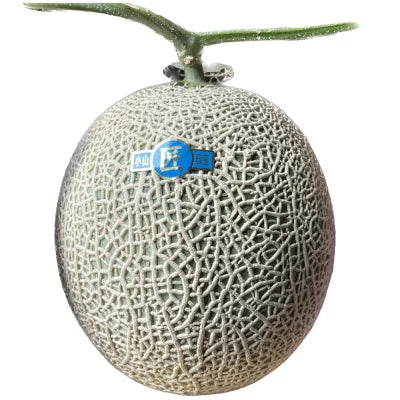 【奥利根ベジフル】高級マスクメロン　1玉入り(1.6ｋｇ以上）