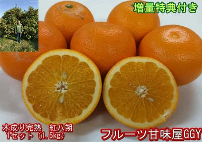 【奥利根ベジフル】完熟　紅八朔　１セット1.5kg